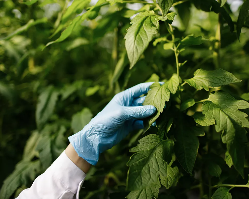 Manutenzione giardini: Controllo delle Malattie e dei Parassiti - Il Lauro