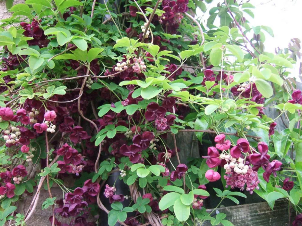 Piante rampicanti per esterni: akebia quinata - Il Lauro