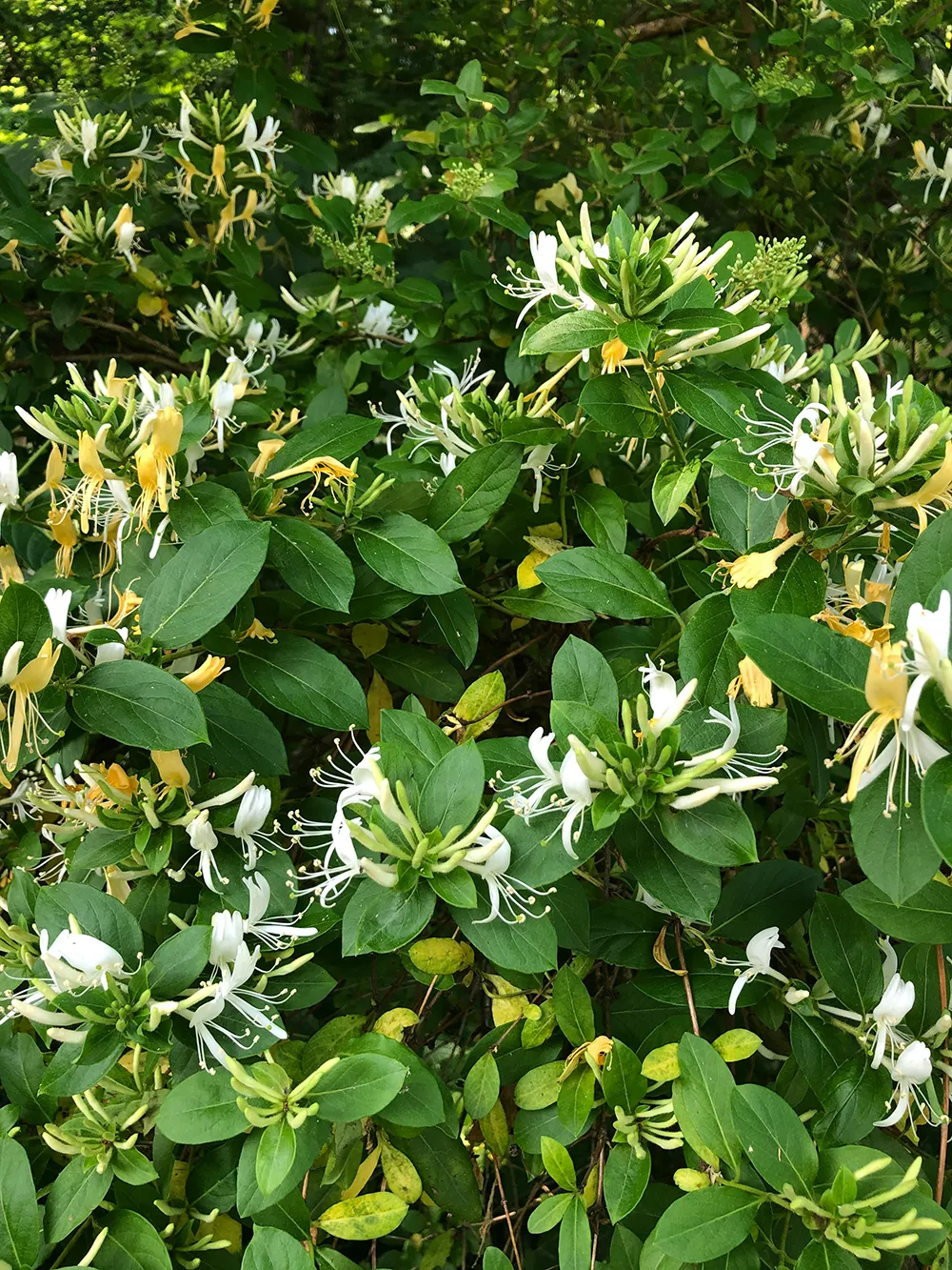 Piante rampicanti per esterni: caprifoglio  - Il Lauro