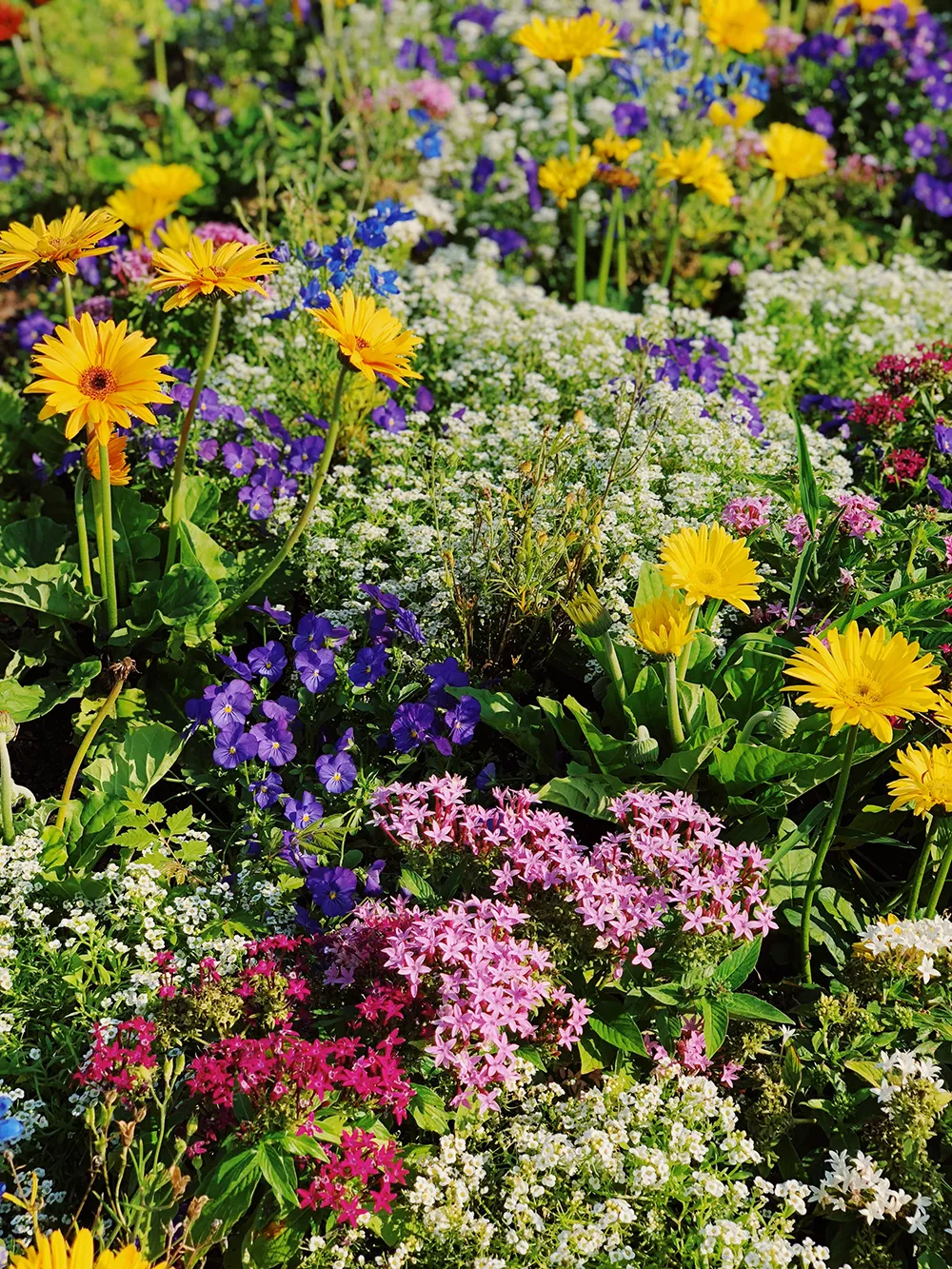 Giardino senza prato: prato fiorito - Il Lauro