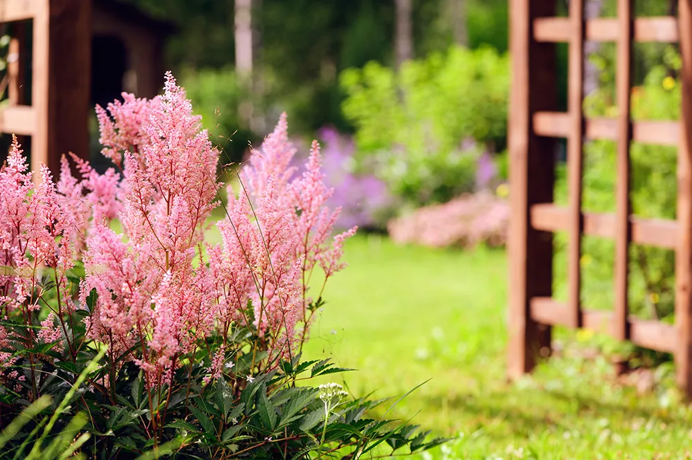 Piante da ombra: Astilbe - Il Lauro