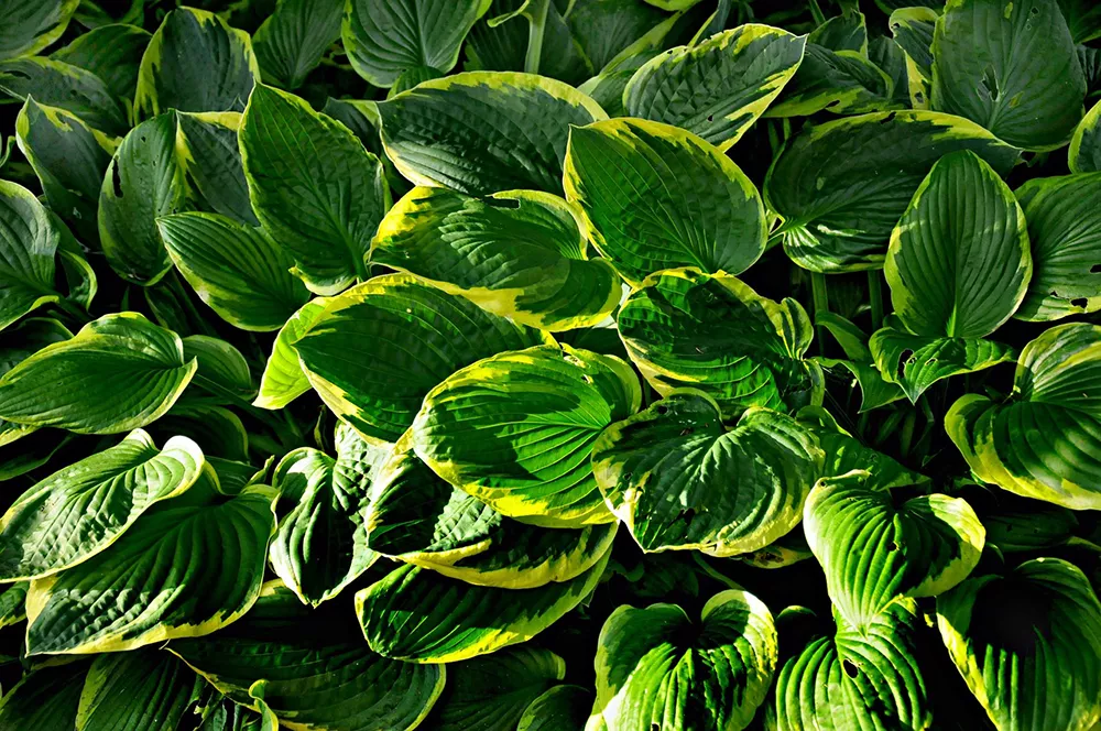 Piante da ombra: Hosta - Il Lauro