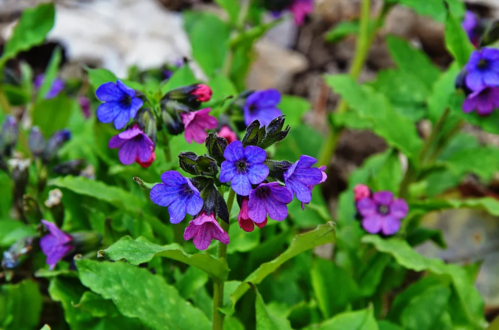 Piante da ombra: Lungwort - Il Lauro