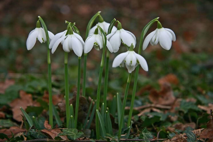 Piante invernali: bucaneve - Il Lauro