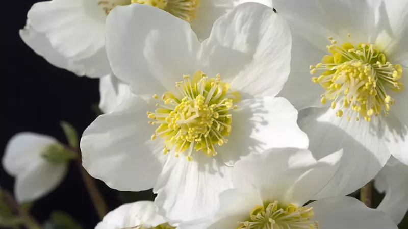 Piante invernali: rosa di natale - Il Lauro