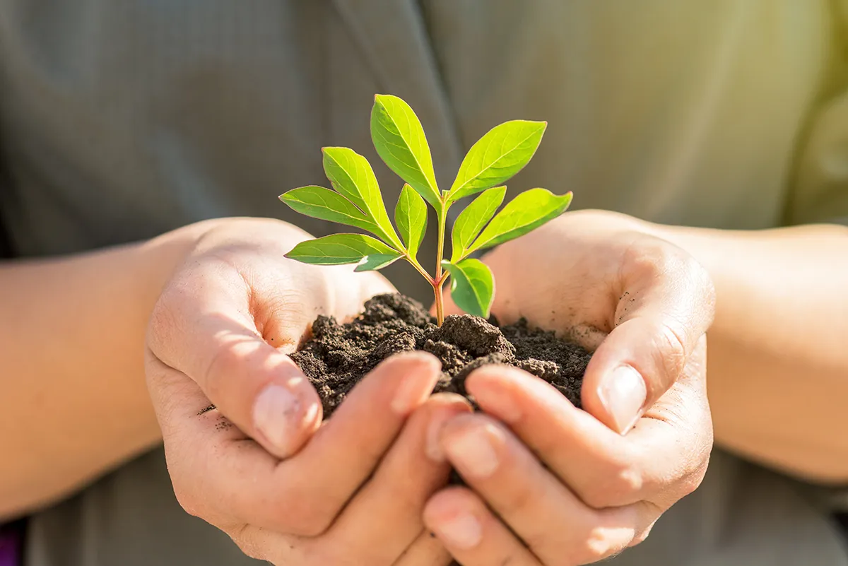 Progettazione giardini brescia  sostenibilità ambientale e dei progetti - Il Lauro