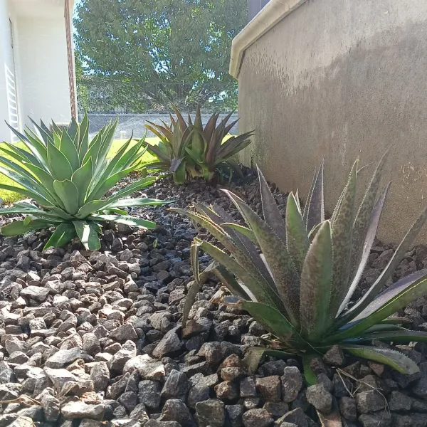 Giardino brescia con piccole palme e piante tropicali e prato verde: Il Lauro Brescia